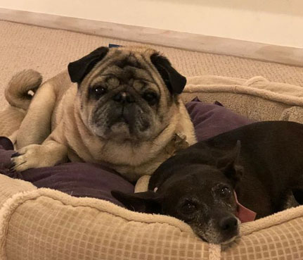 Courtney Anne Mitchell posts the picture of her dog on Instagram.